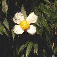 Mesua ferrea L.